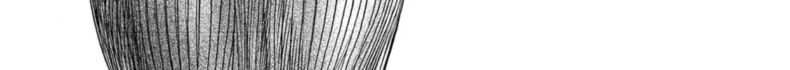 Akebi