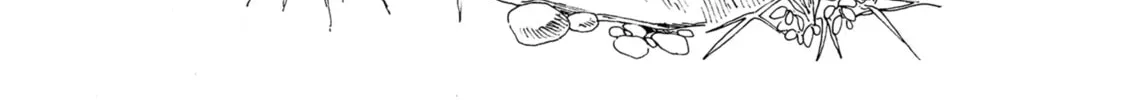 Akebi