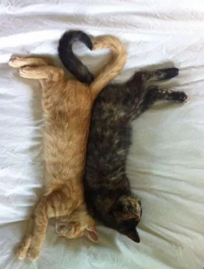 Angel Sweetheart Attack Chapter 12 page 27 - 