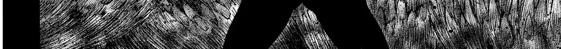 Berserk Chapter 242 page 16 - 