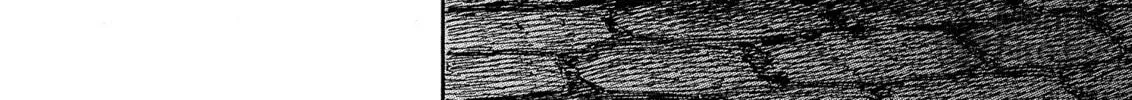 Berserk Chapter 249 page 12 - 