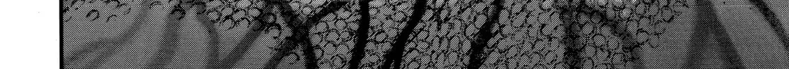 Berserk Chapter 85 page 34 - 