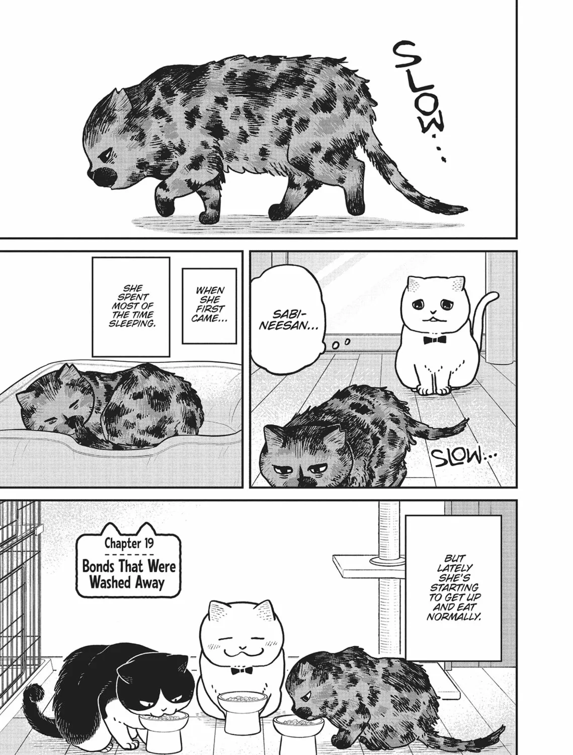 Cat Companions Maruru and Hachi Chapter 19 page 1 - 