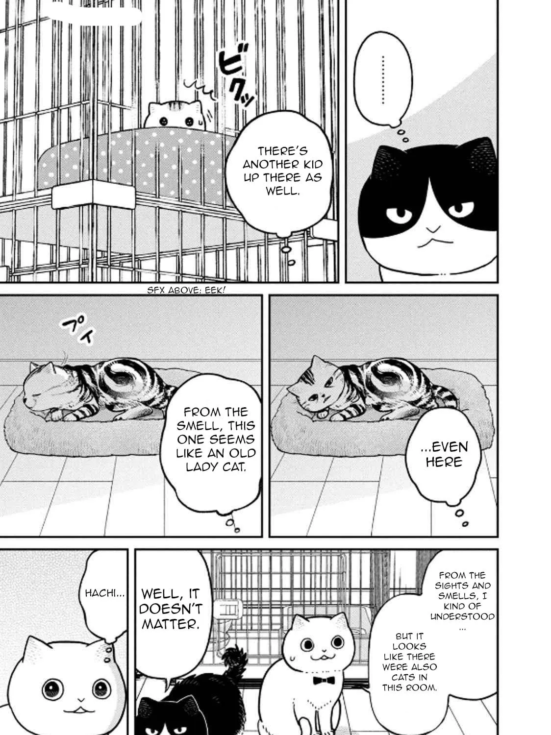 Cat Companions Maruru and Hachi Chapter 29 page 17 - 