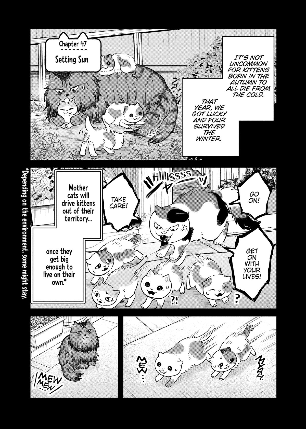 Cat Companions Maruru and Hachi Chapter 46 page 13 - 
