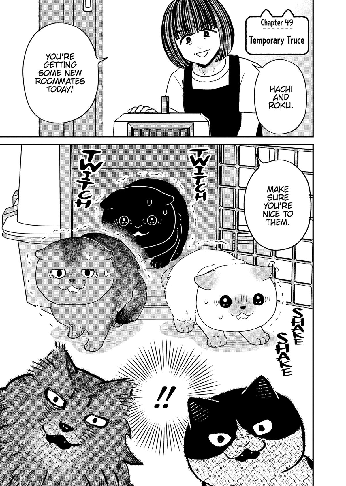 Cat Companions Maruru and Hachi Chapter 49 page 1 - 