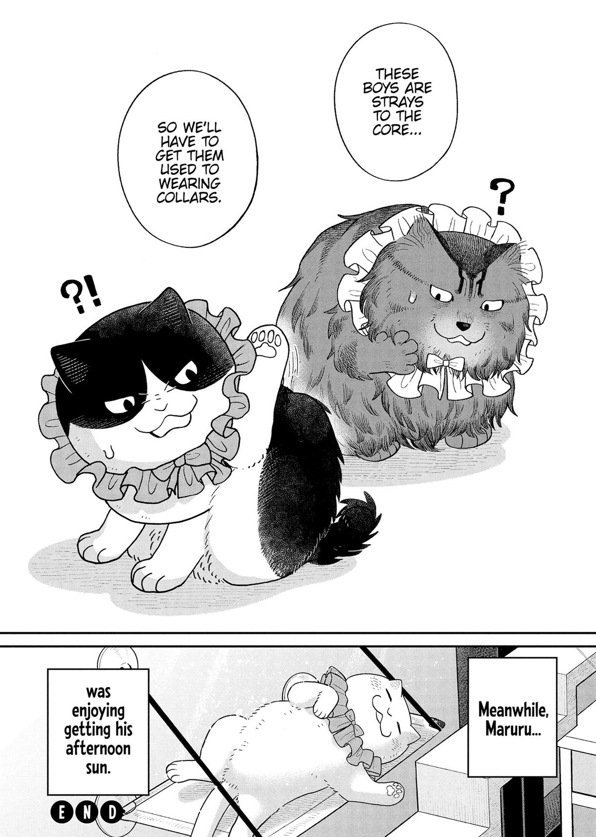 Cat Companions Maruru and Hachi Chapter 51 page 13 - 