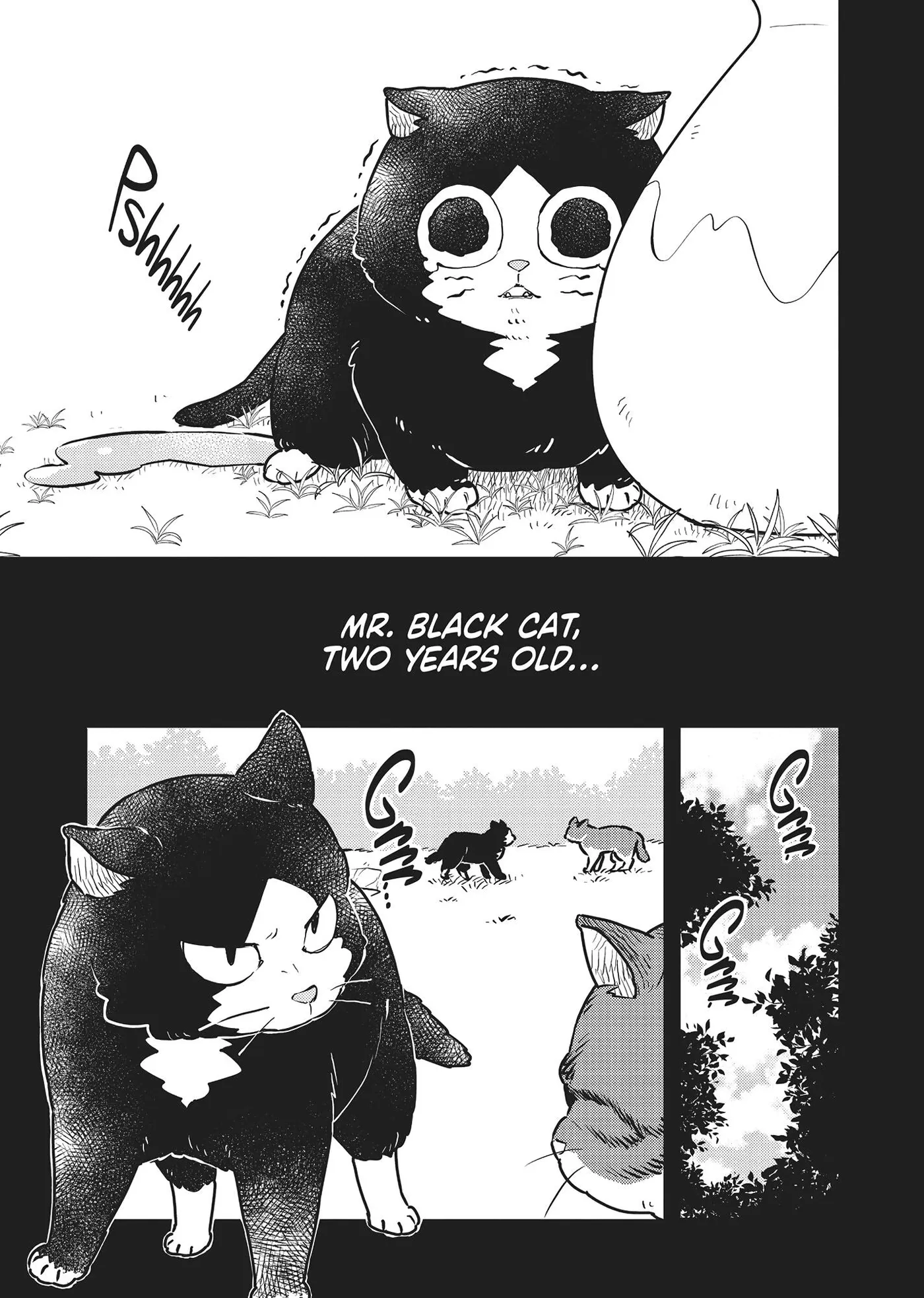 Cat on the Hero