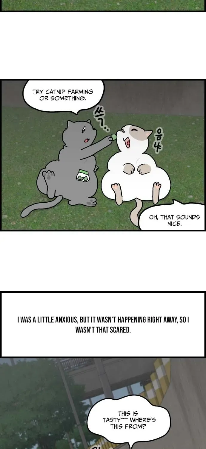 First-Job Cat Chapter 1 page 18 - 