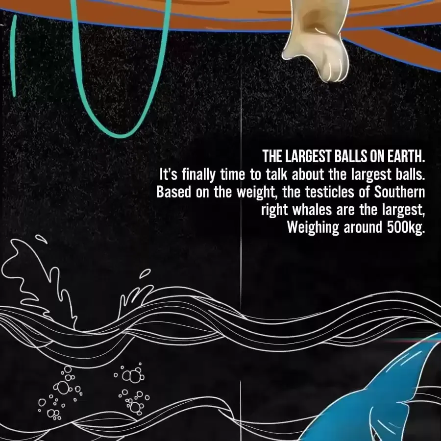 Fun Facts You Don