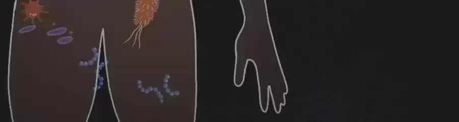 Fun Facts You Don