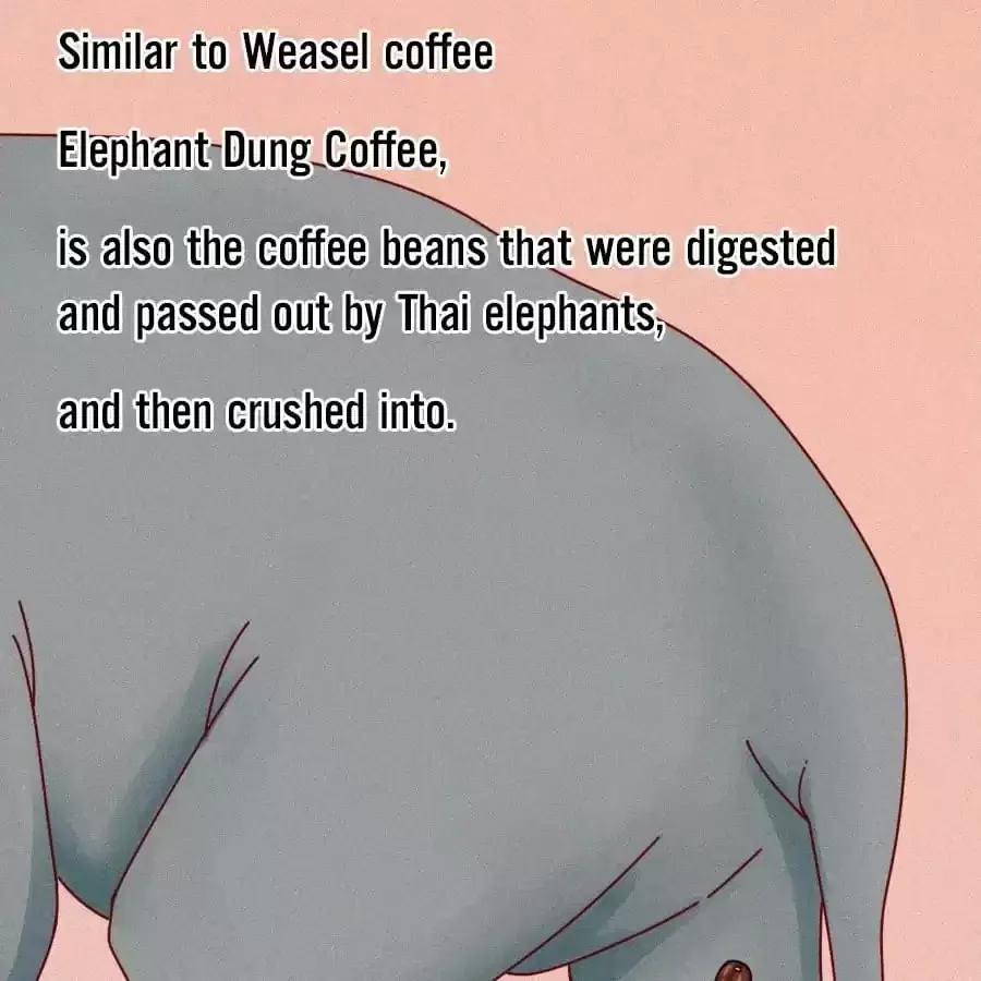 Fun Facts You Don