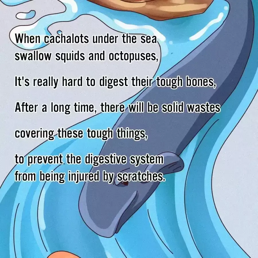 Fun Facts You Don
