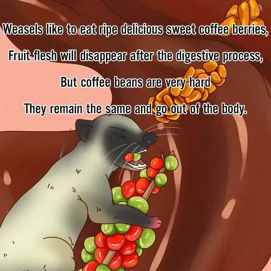 Fun Facts You Don