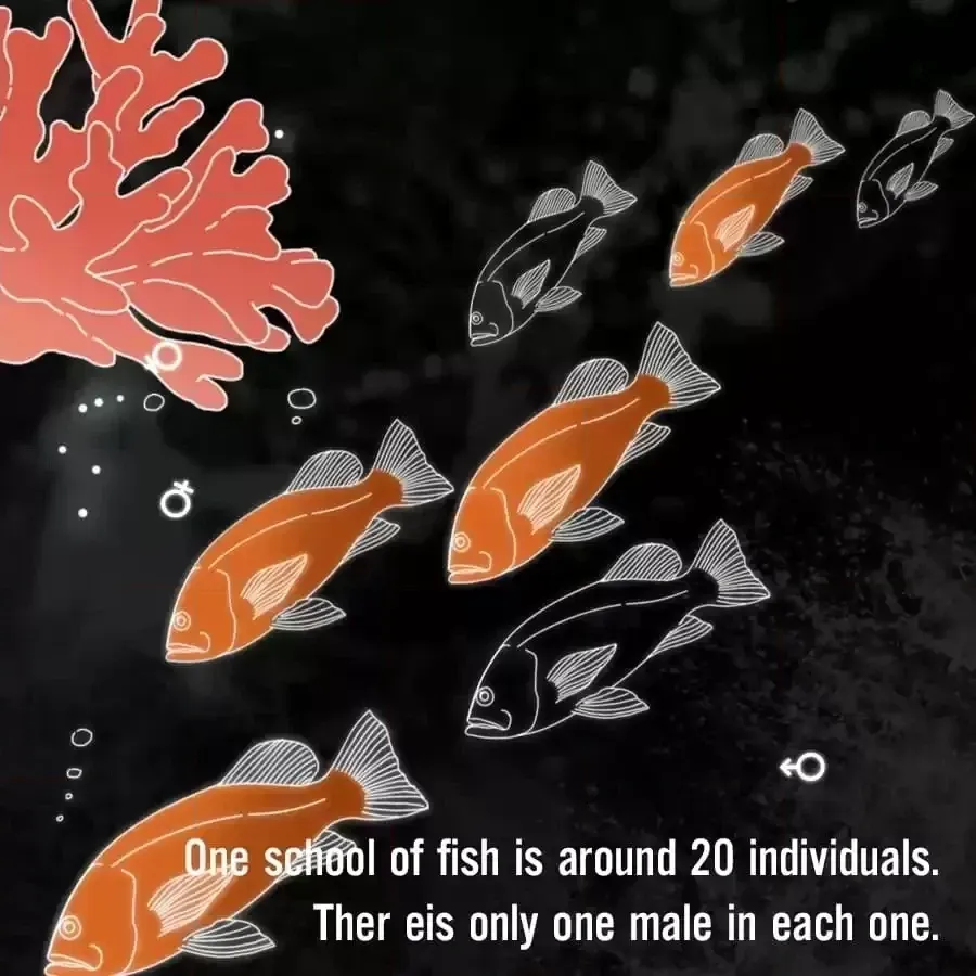 Fun Facts You Don