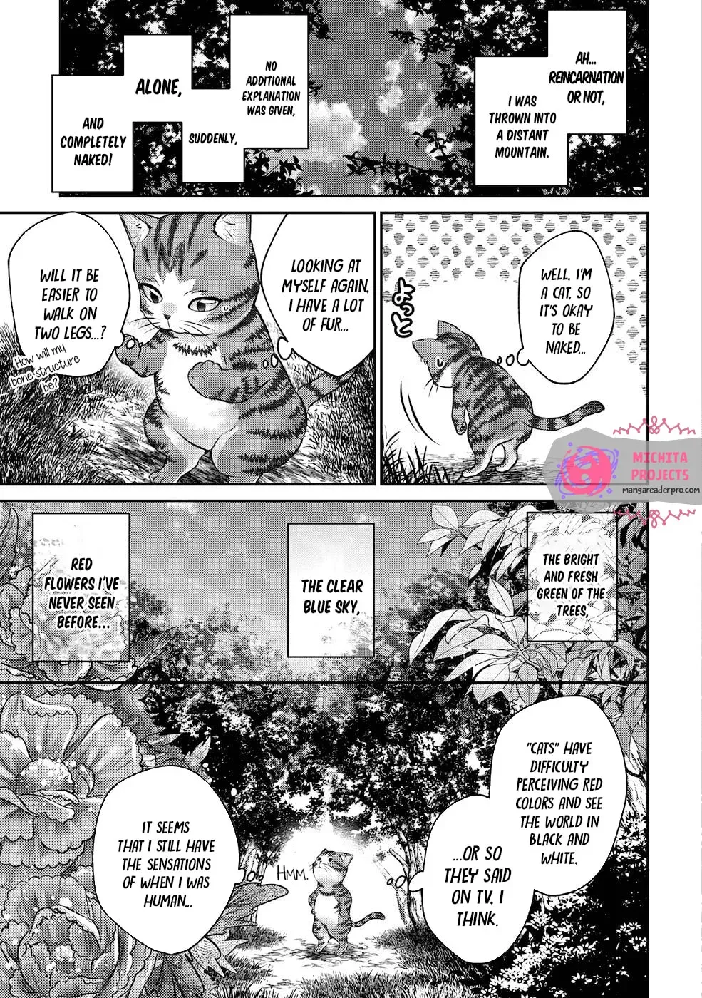 I Am a Cat Sorcerer: Luke the Tabby Cat
