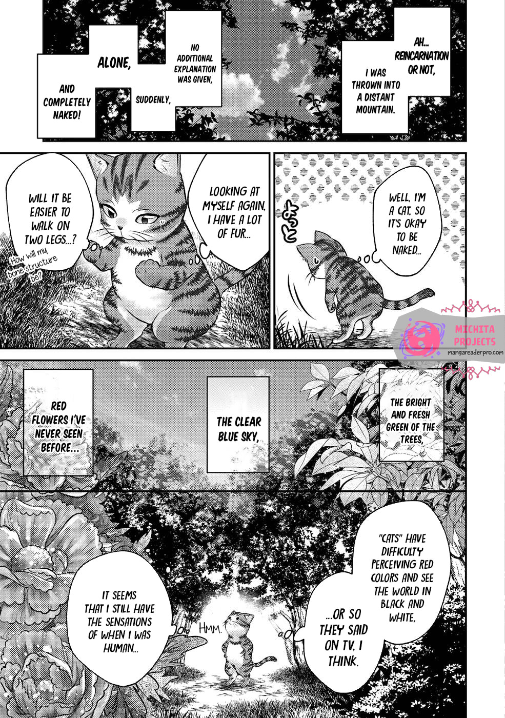 I Am a Cat Sorcerer: Luke the Tabby Cat