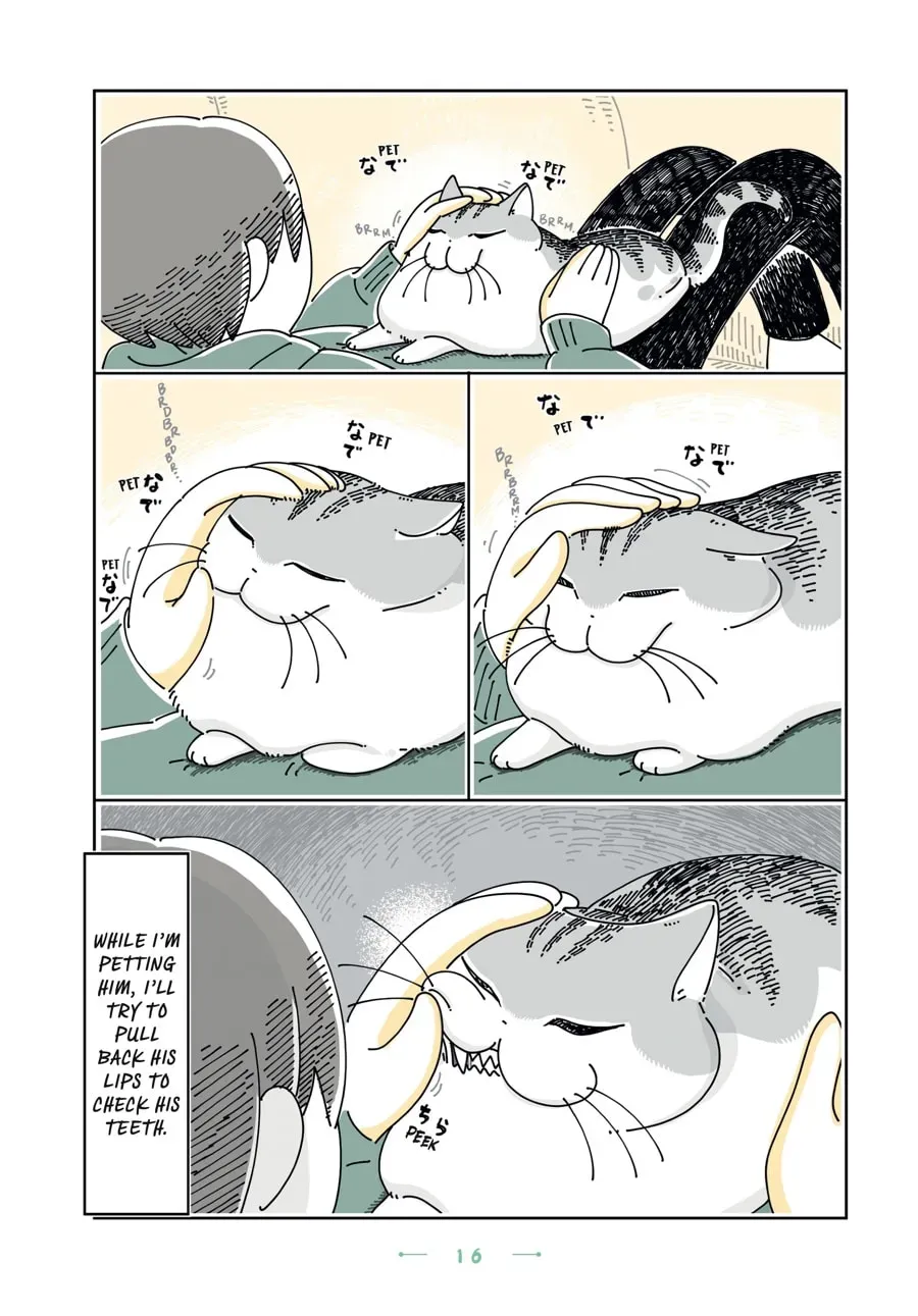 Nights With a Cat Chapter 135 page 2 - 