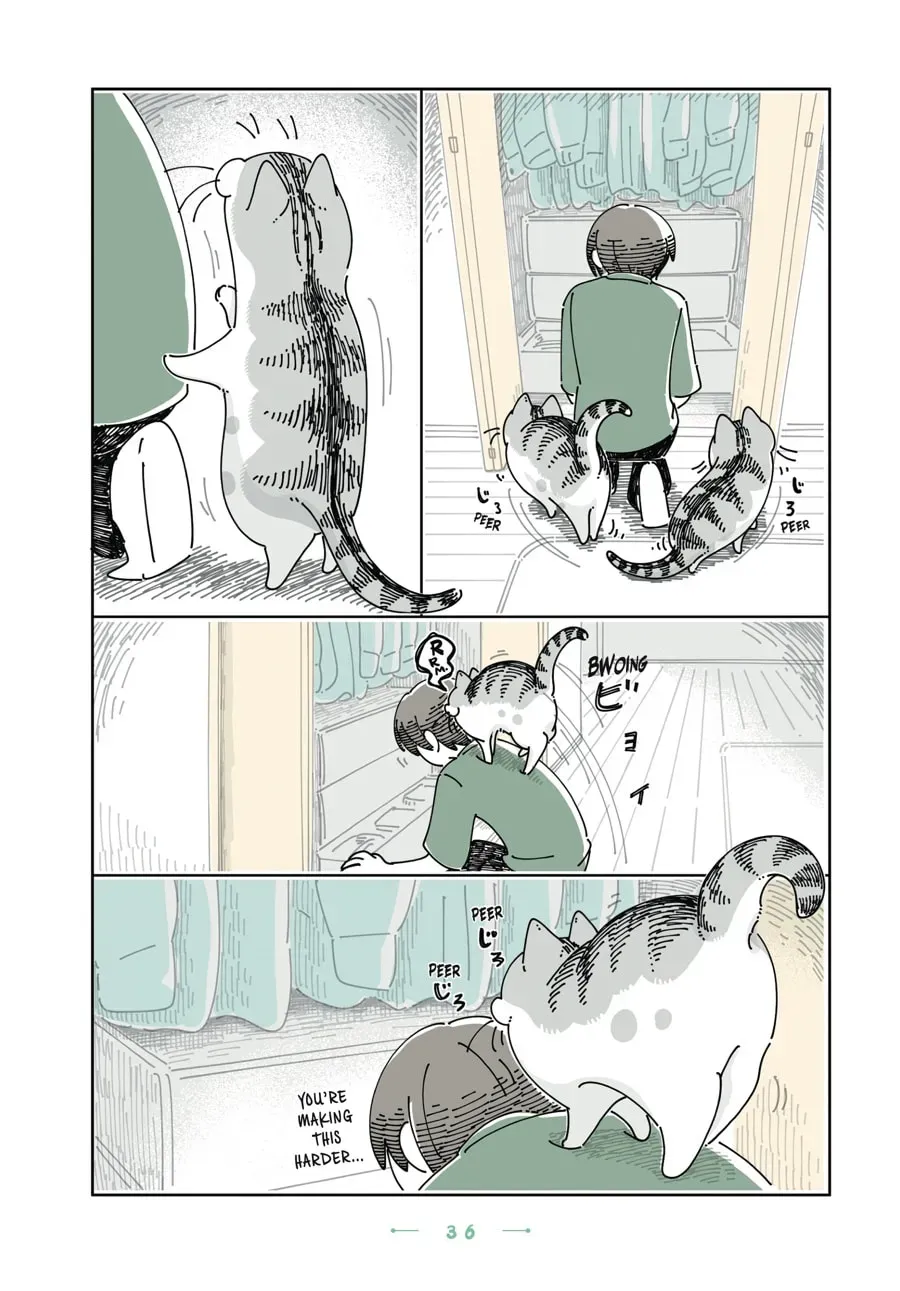 Nights With a Cat Chapter 142 page 2 - 