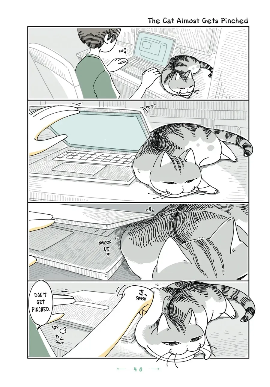 Nights With a Cat Chapter 145 page 1 - 
