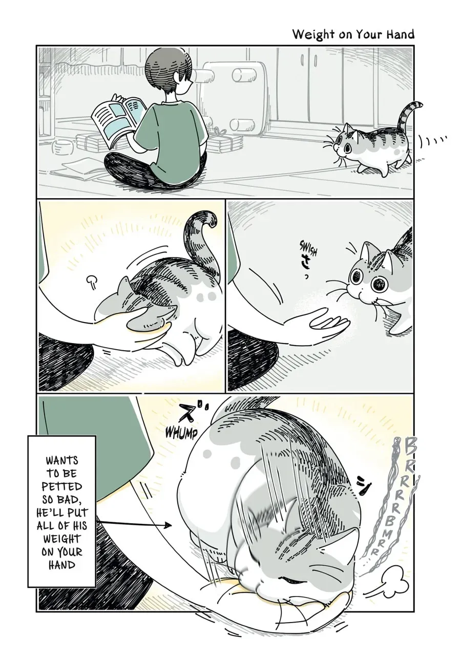 Nights With a Cat Chapter 152 page 1 - 