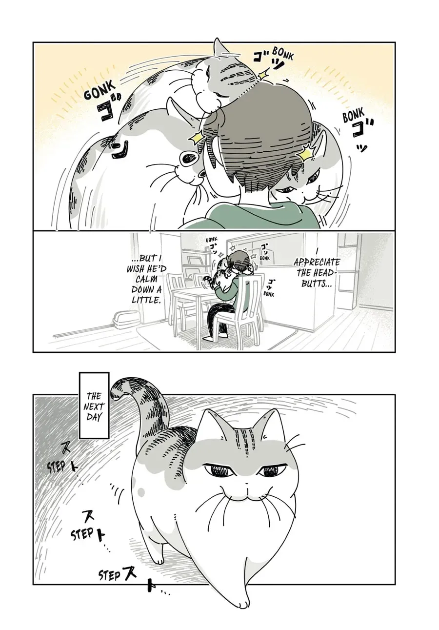 Nights With a Cat Chapter 186 page 2 - 