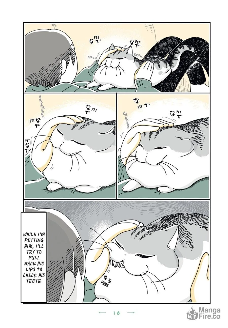 Nights With a Cat Chapter 25 page 12 - 