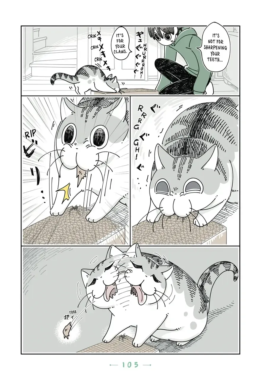 Nights With a Cat Chapter 31.1 page 8 - 