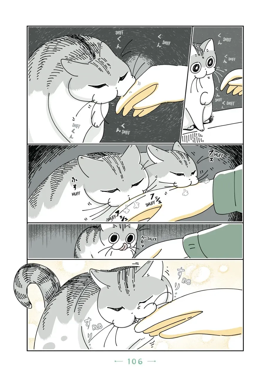 Nights With a Cat Chapter 57 page 5 - 