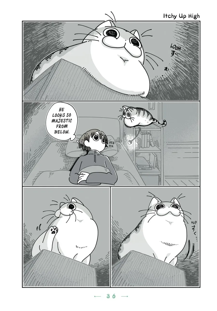 Nights With a Cat Chapter 72 page 1 - 