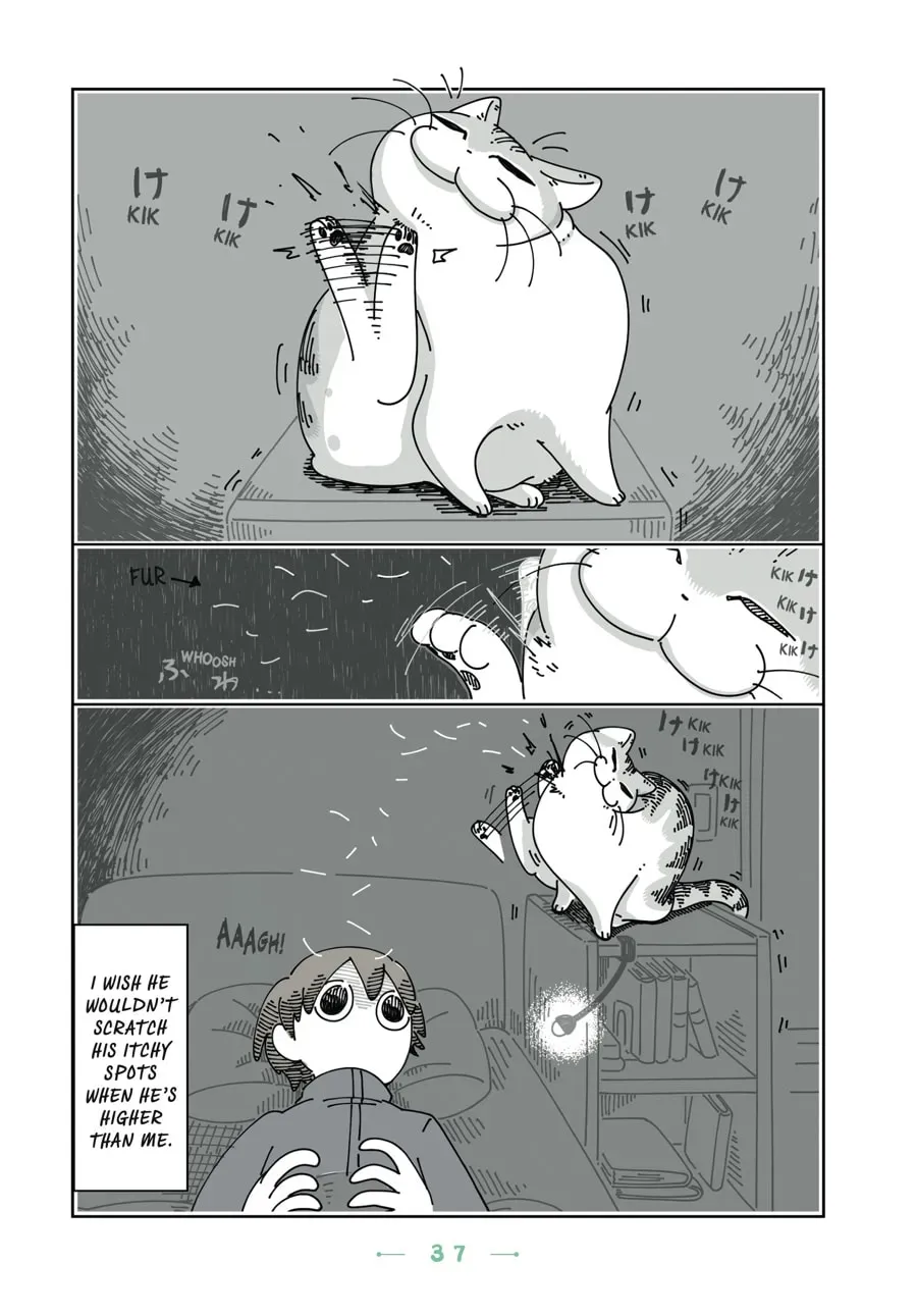Nights With a Cat Chapter 72 page 2 - 