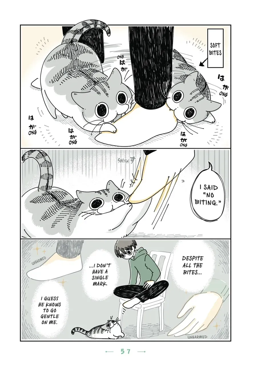 Nights With a Cat Chapter 80 page 3 - 