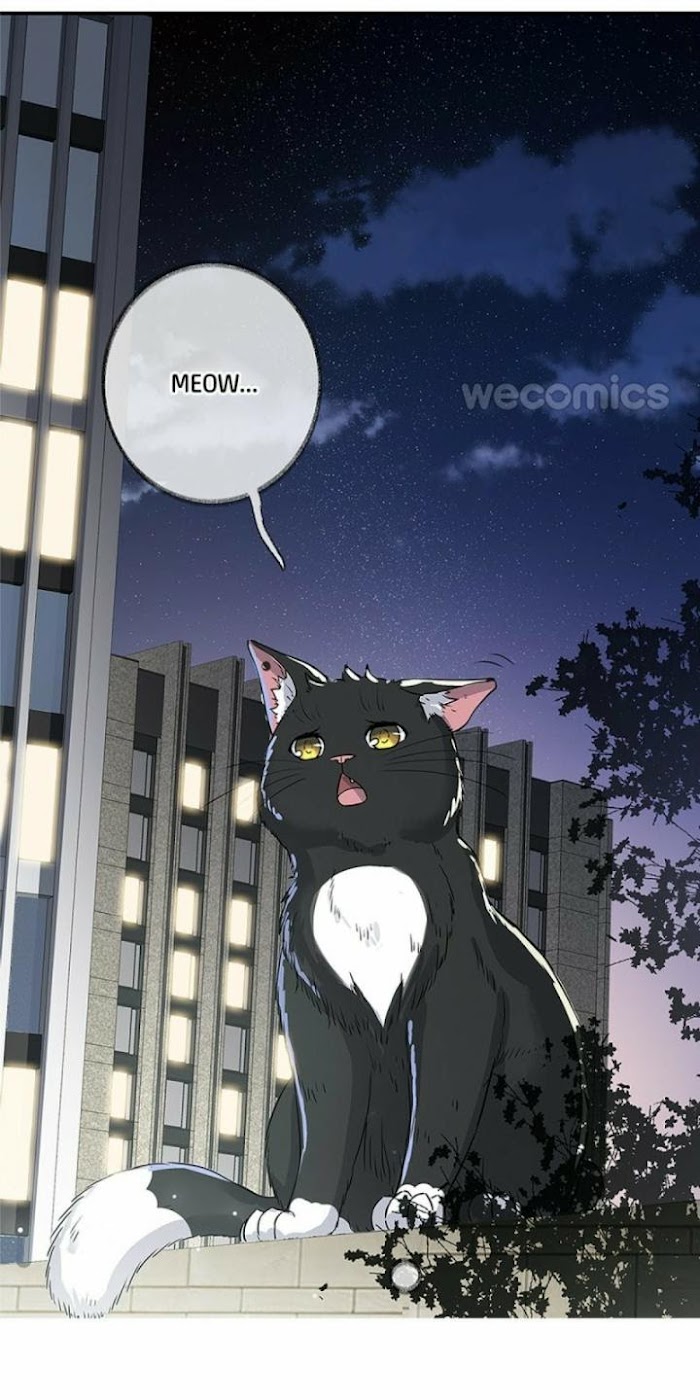 Pay Me Back, Mr. Cat Chapter 1 page 17 - 