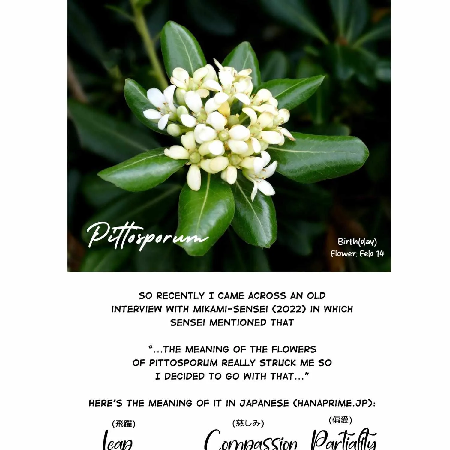Pittosporum Chapter 1.5 page 14 - 
