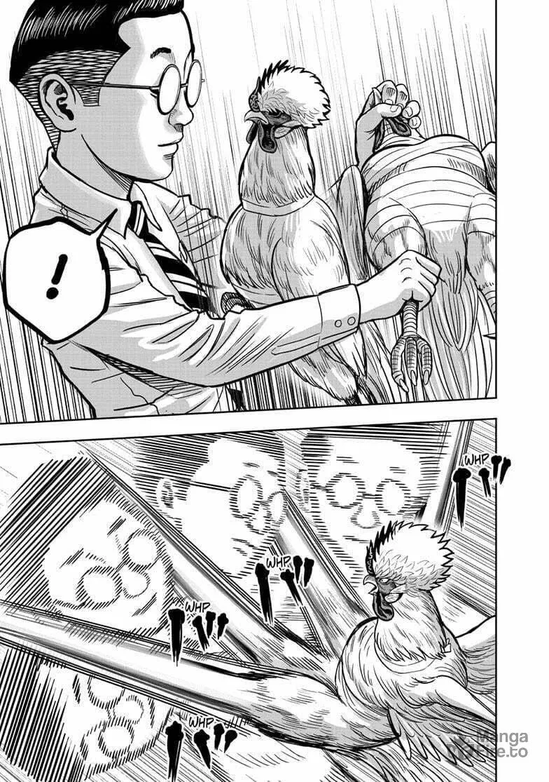 Rooster Fighter Chapter 39 page 24 - 