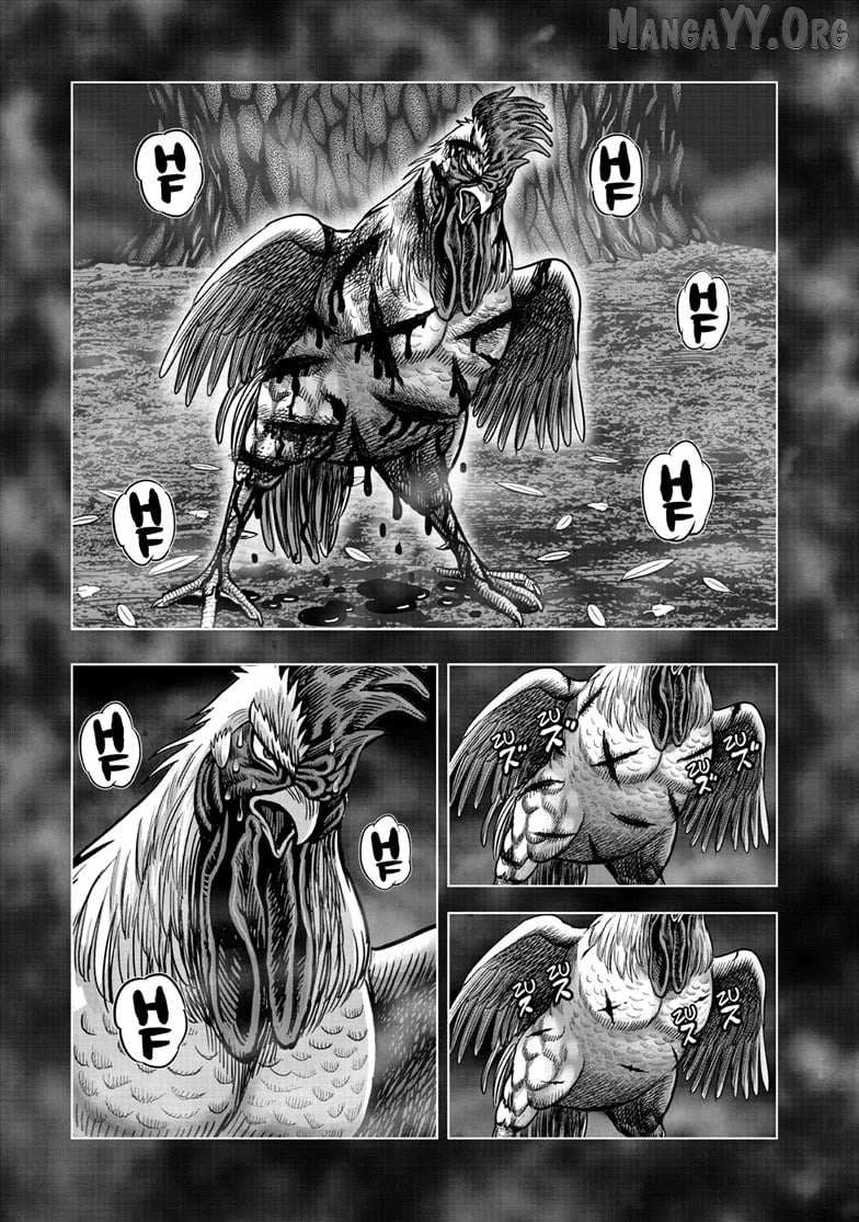Rooster Fighter Chapter 56 page 13 - 