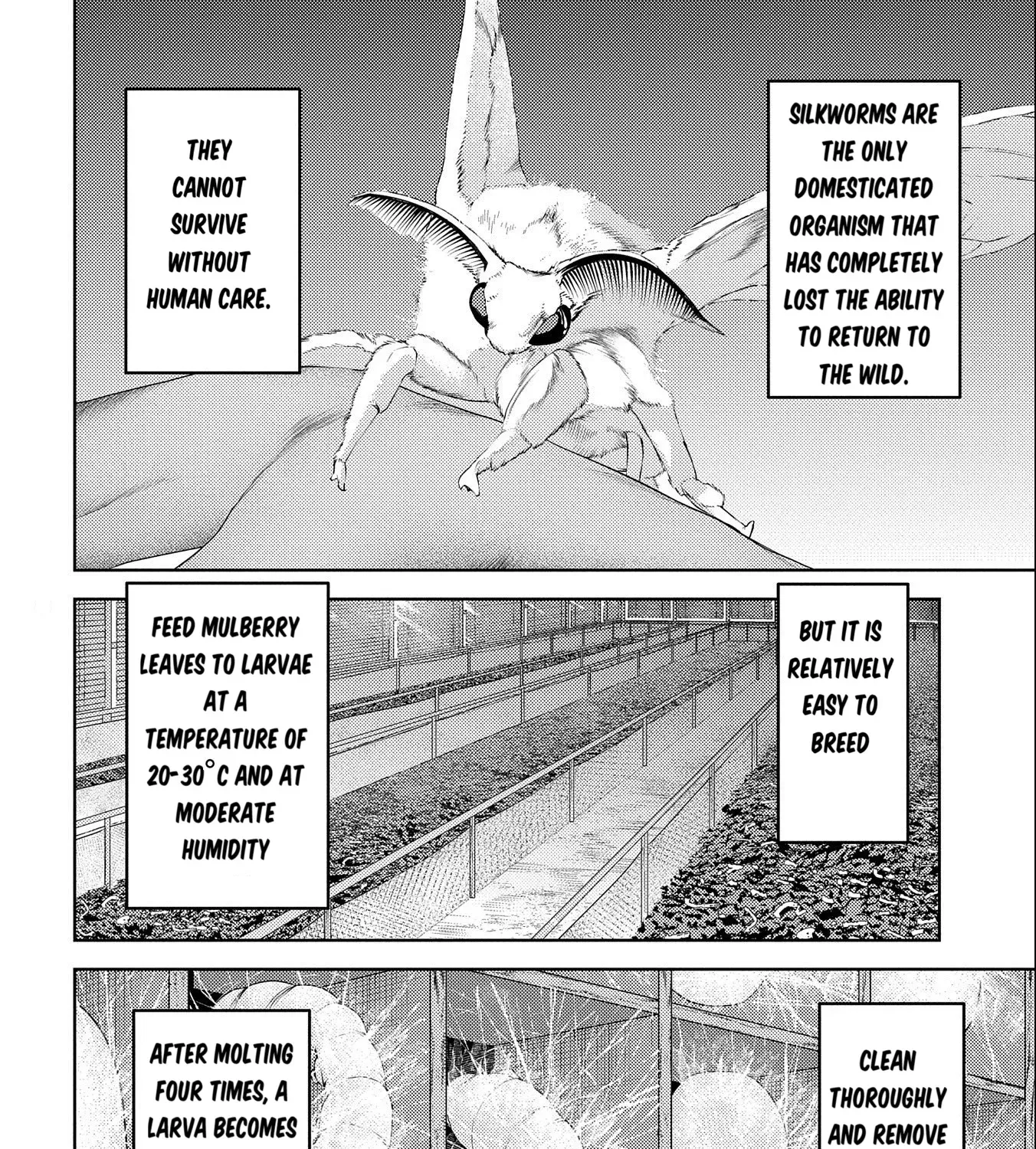 Sengoku Komachi Kuroutan Chapter 74 page 8 - 