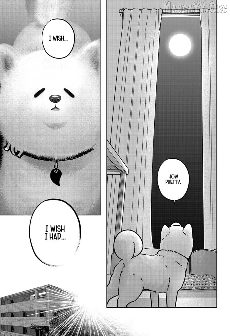Shiba Inu Rooms Chapter 39 page 8 - 