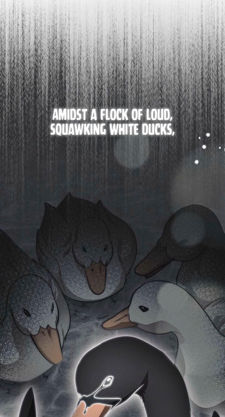 Swan
