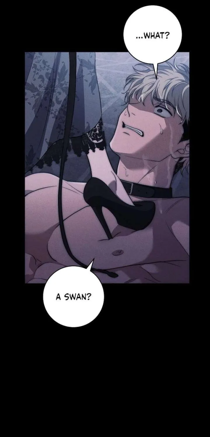 Swan
