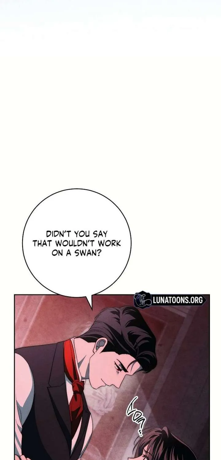 Swan