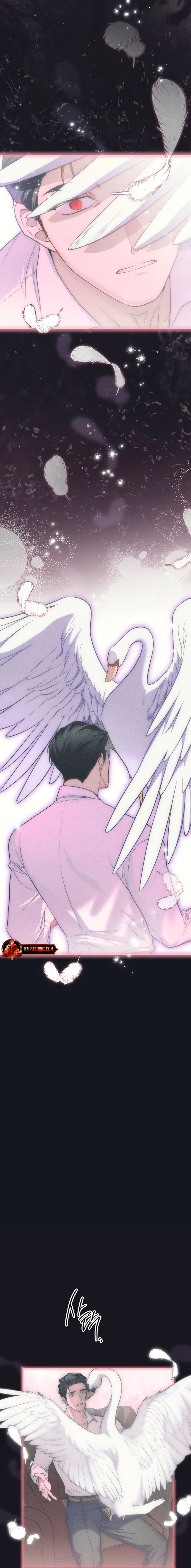 Swan