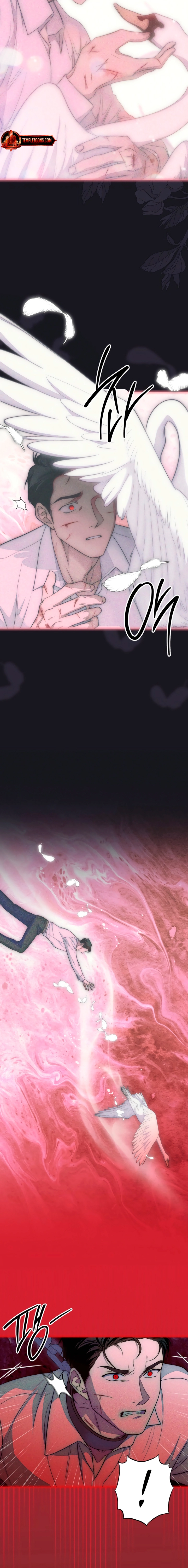 Swan