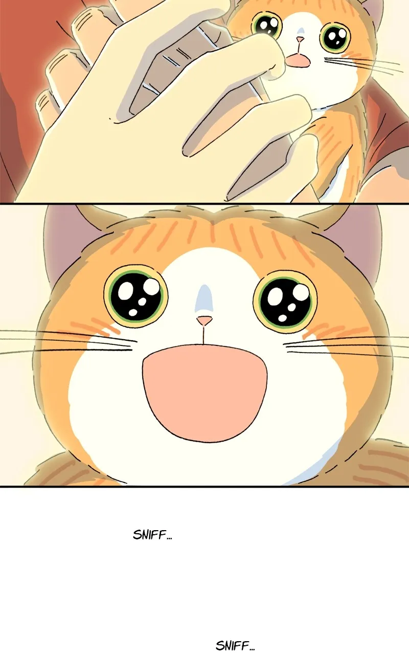 Tata the Cat Chapter 39 page 51 - 