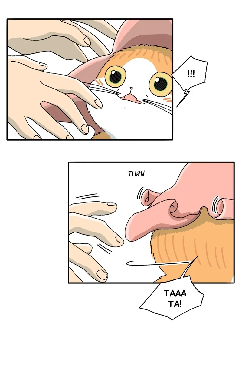 Tata the Cat Chapter 6 page 19 - 