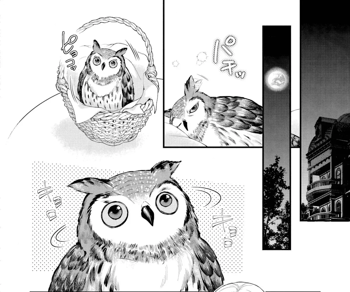 The Owl and the Fated Mate Chapter 1 page 64 - 