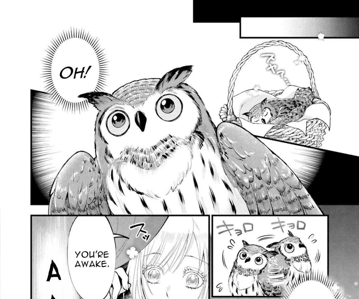 The Owl and the Fated Mate Chapter 2 page 10 - 