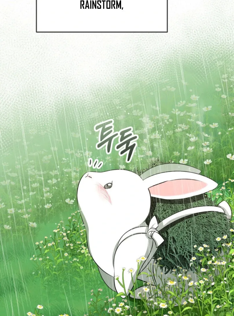 The Rabbit and The Serpent