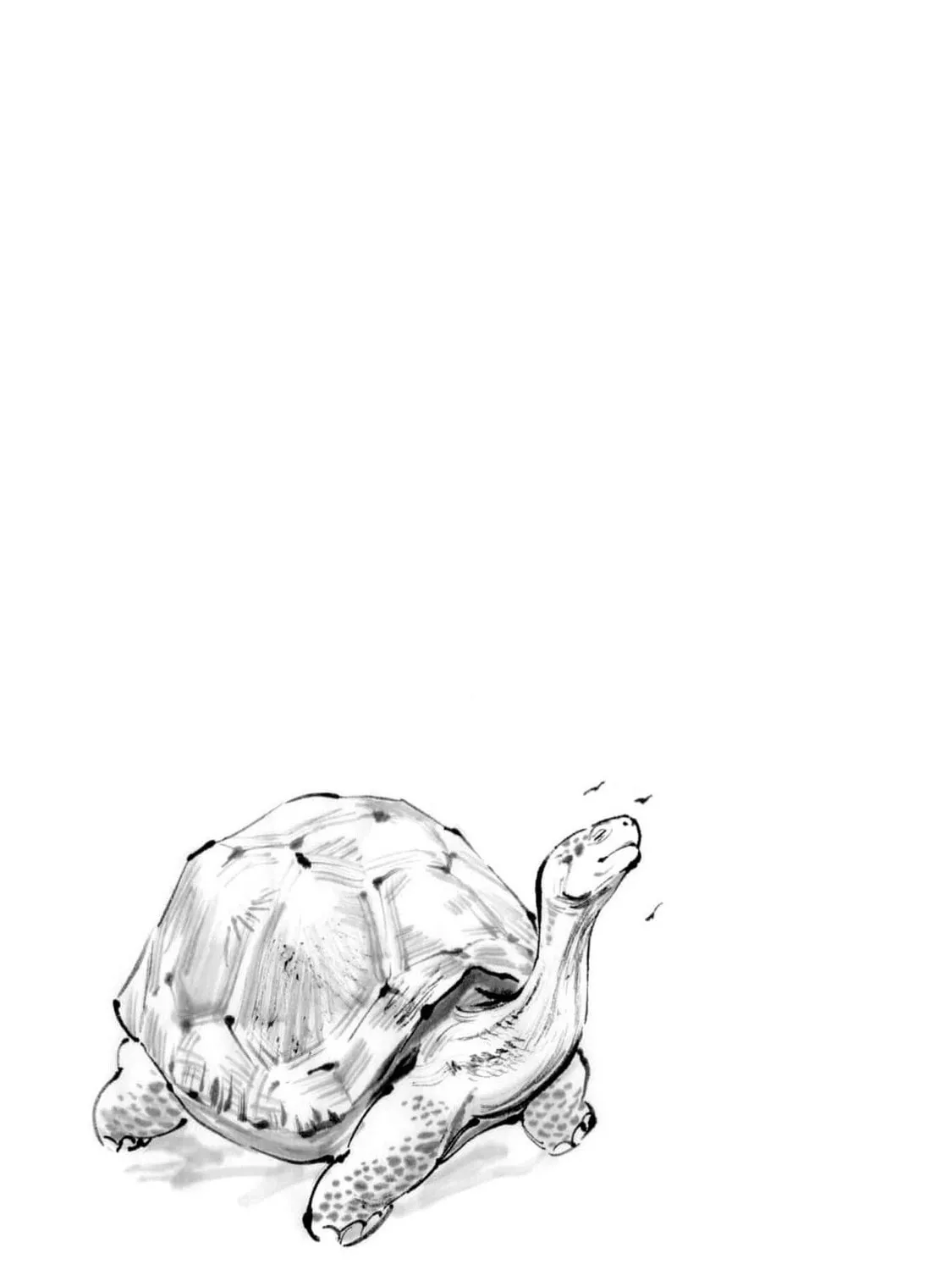 The Tiger Won