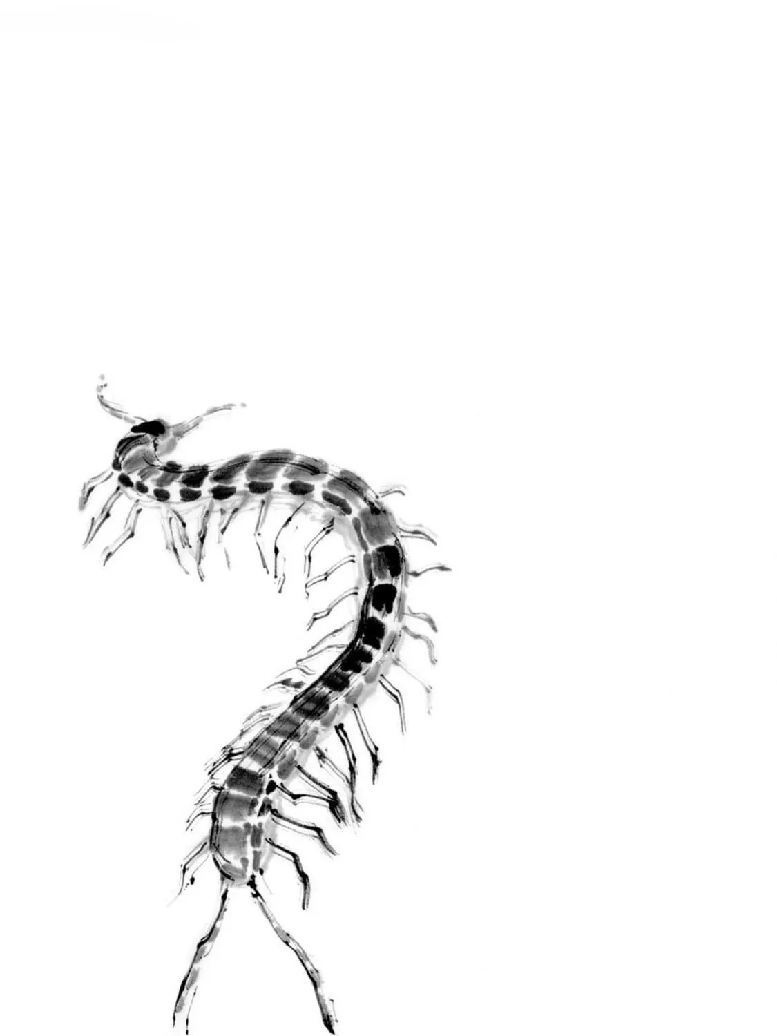 The Tiger Won